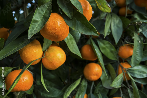 Mandalina Ağacı