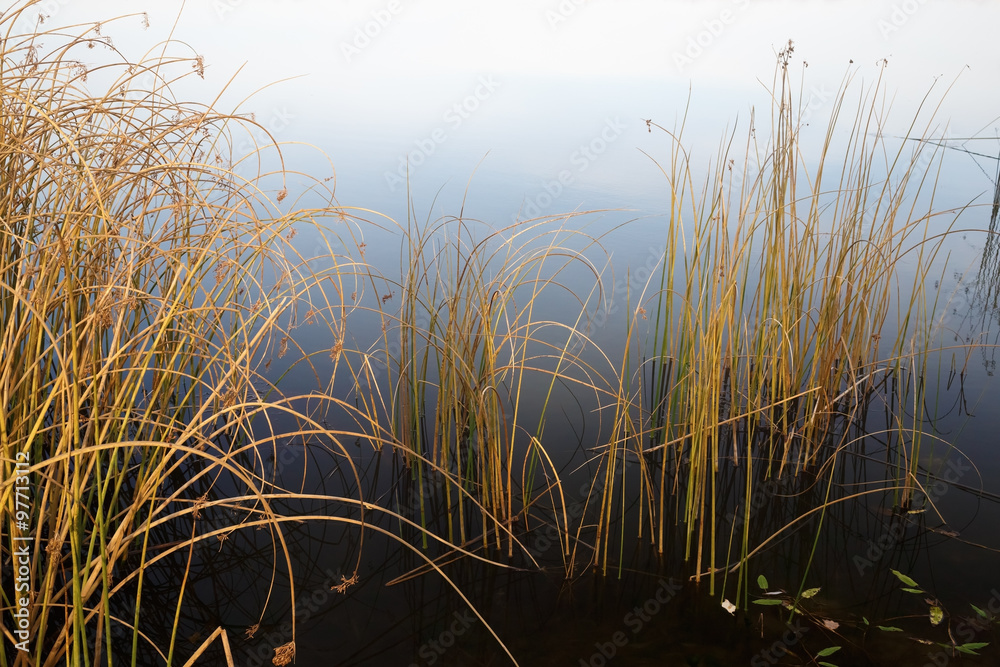 Drooping sedge withered stalks in water. Coastal plants in late autumn. Close-up fragment of the lake. Drooping sedge withered stalks in water. Coastal plants in late autumn. Close-up fragment of the lake.