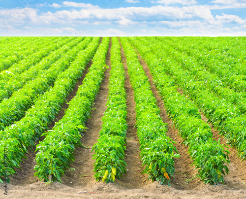  Peppers in a field with irrigation system and blue sky 