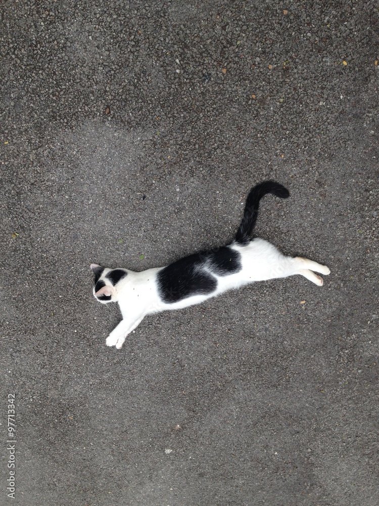 the black and white stray cat is sleeping on a road the black and white stray cat is sleeping on a road