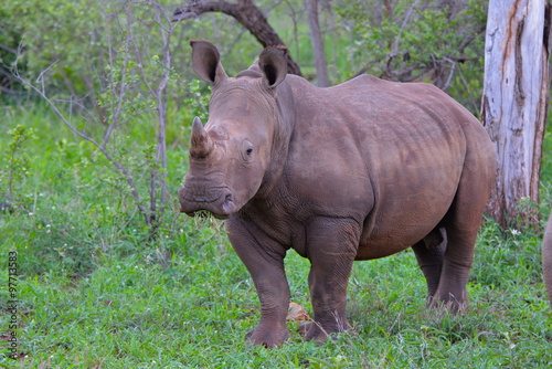 Rhinoc  ros blanc