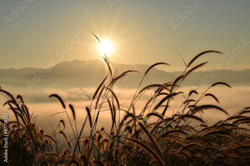 Grass fog and the morning sun light.