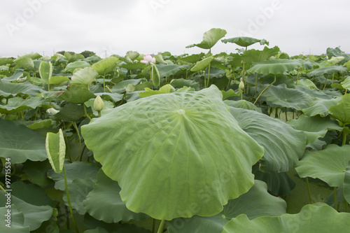 Landscape of Kasumigaura, Ibaraki, Japan photo