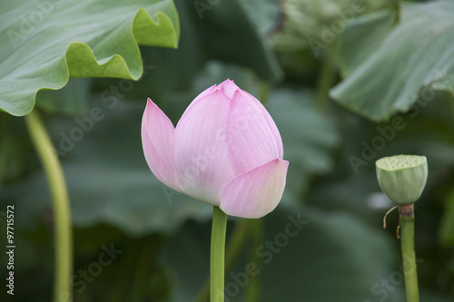 Lotus flower bud photo