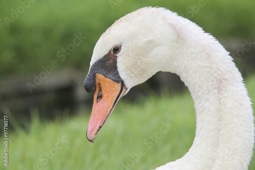 Swan in Kasumigaura, Japan photo