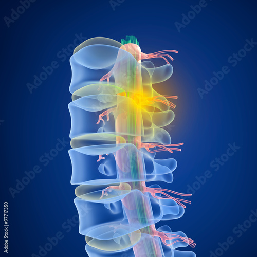 Fotografie Human Spine x-ray view, 3D render