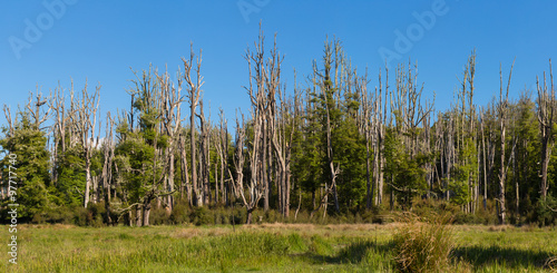 dry forset