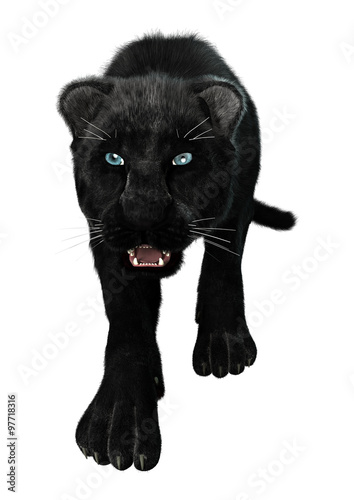 Fototapeta Naklejka Na Ścianę i Meble -  Big Cat Black Panther