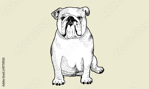 English Bulldog pen and ink drawing