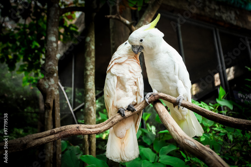Fototapeta Naklejka Na Ścianę i Meble -  Two white parrot bird mating on branch wood.