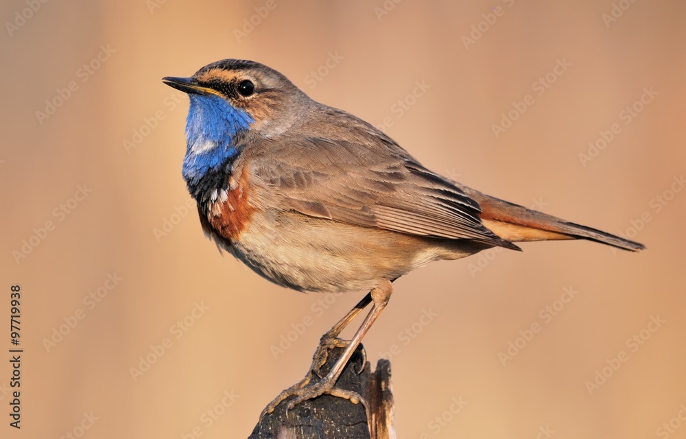 Obraz premium Bluethroat (Luscinia svecica) on the branch