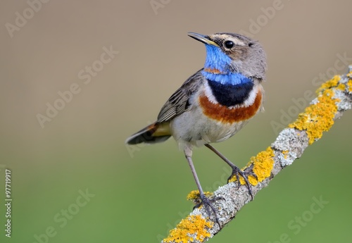 Bluethroat (Luscinia svecica) on the branch photo