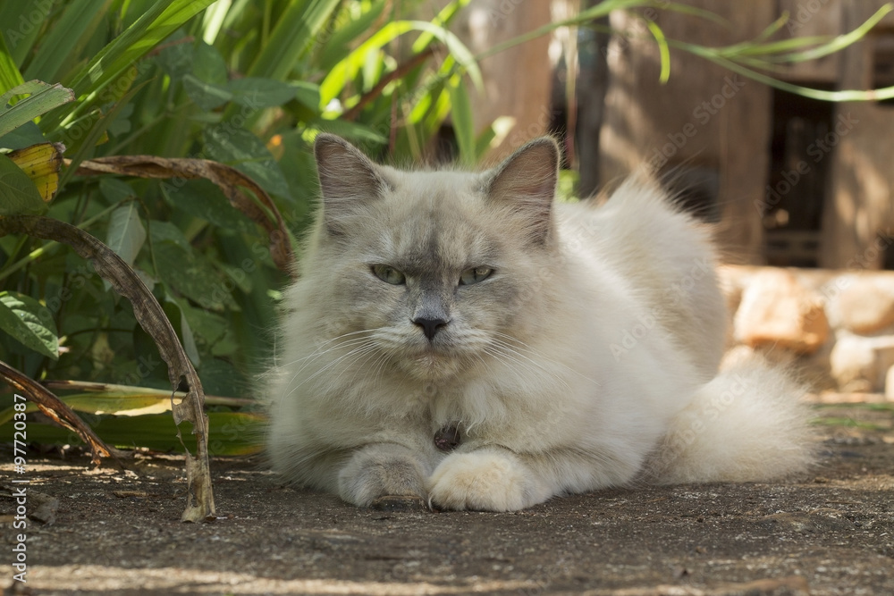 Persian cat