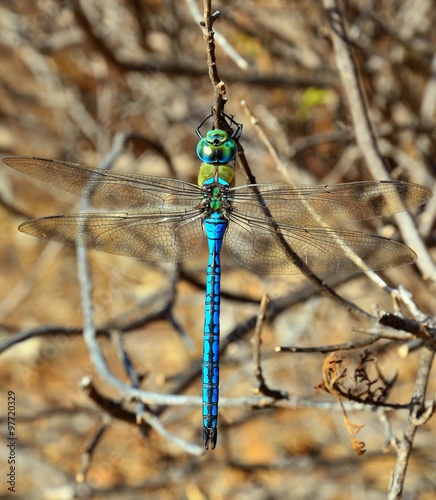  Large blue dragonfly Anax imperator photo