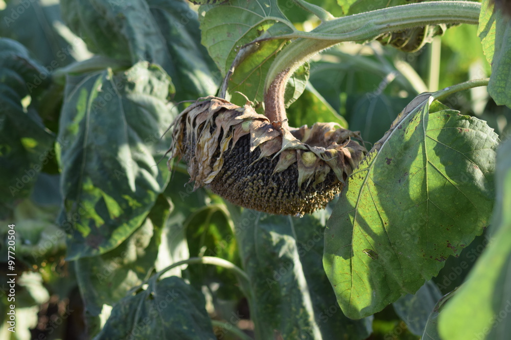 Obraz premium Semi-ripe sunflowers in the field