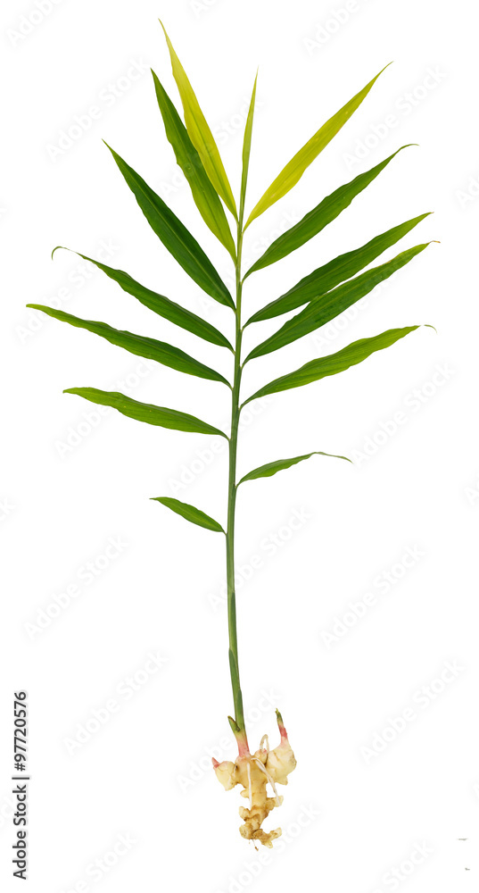 Fototapeta premium Fresh ginger plant isolated on white