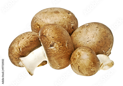Mushroom champignon on a white background