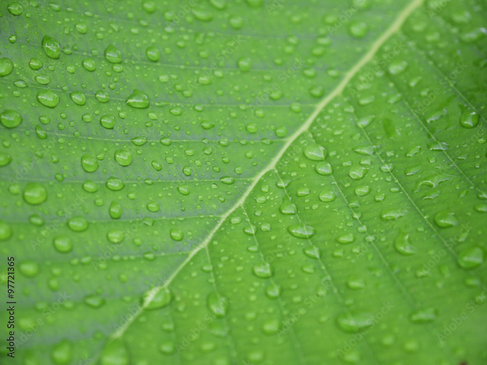 Closeup of water drops on a green leaf Closeup of water drops on a green leaf