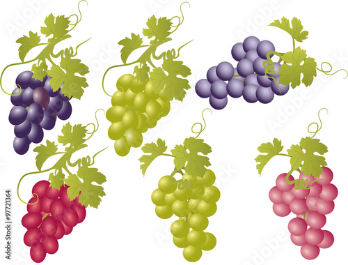 Vector set of bunches of grapes.