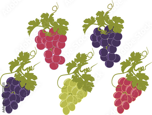 Vector set of bunches of grapes.