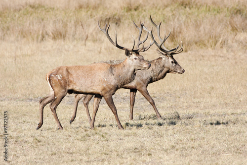 Two large red deer