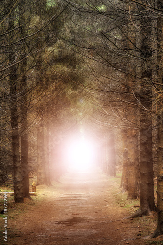 A mysterious burst of light in a dark forest at the end of the path