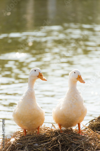 White ducks stand next to a pond or lake with bokeh background