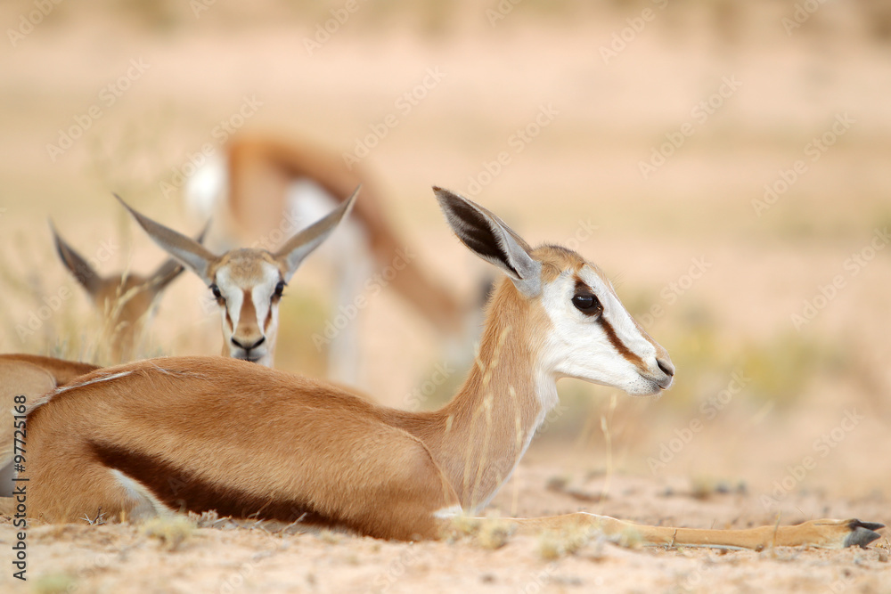 skoczniki antylopie (Springbok) na Kalahari