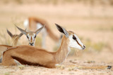 skoczniki antylopie (Springbok) na Kalahari