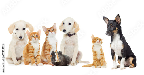 Fototapeta Naklejka Na Ścianę i Meble -  Set pets