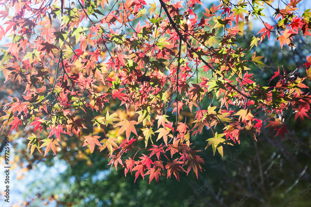Japanese maple leaves, Autumn in Kyoto , Japan Japanese maple leaves, Autumn in Kyoto , Japan