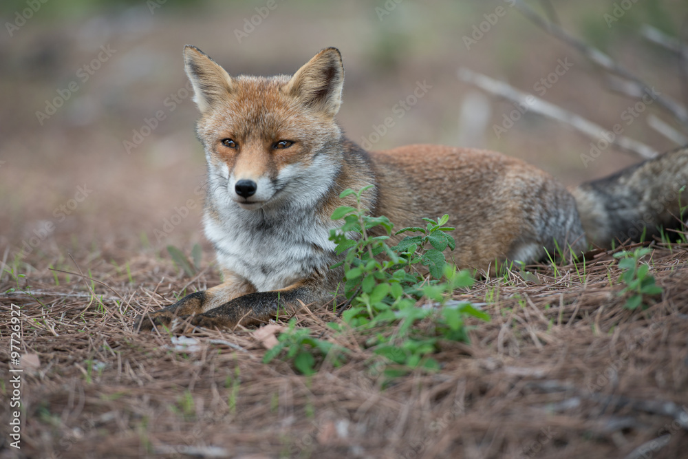 Fuchs in der freier Wildbahn