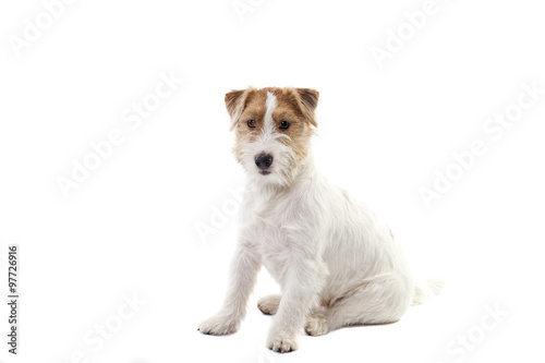 Fototapeta Young dog Jack Russell terrier on the white background