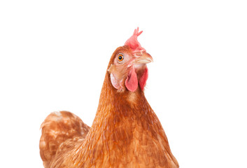 brown chicken hen standing isolated white background use for far