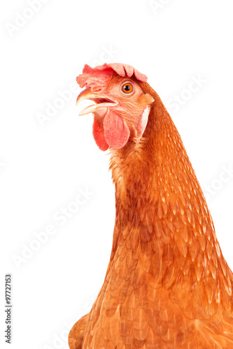close up head of brown chickken ,hen isolated white background