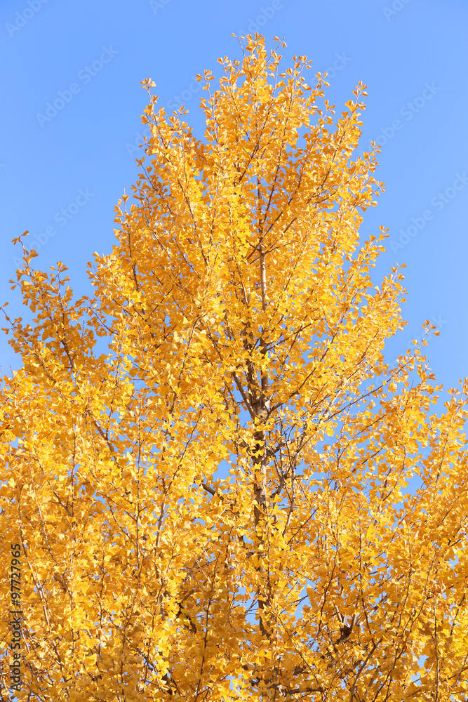 Fototapeta premium 銀杏