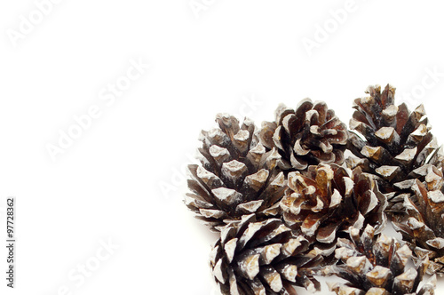 Pine cones on a white background