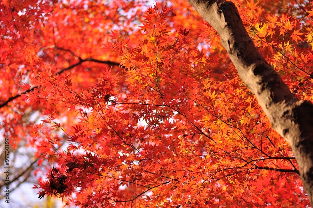 紅葉 紅葉