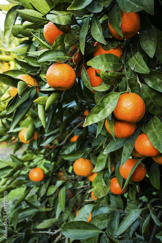 Mandalina