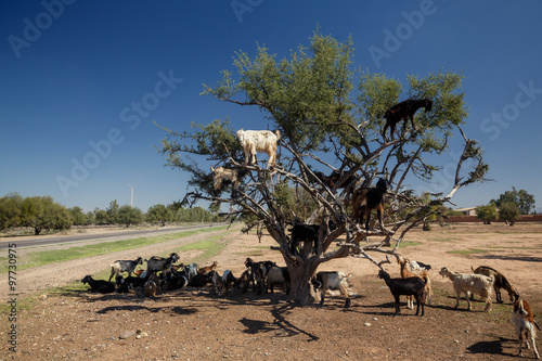 incredible tree-climbing goats