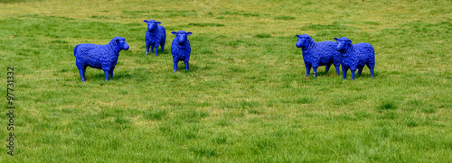 Blaue Schafe photo