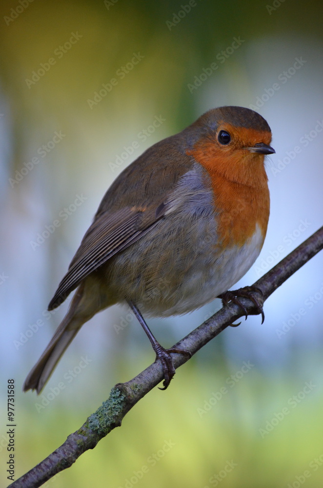 British Robin Redbreast perched on tree branch British Robin Redbreast perched on tree branch