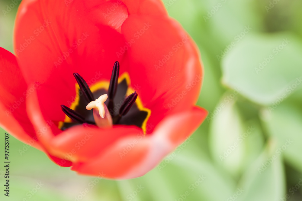Inside view of a red tulip flower Inside view of a red tulip flower
