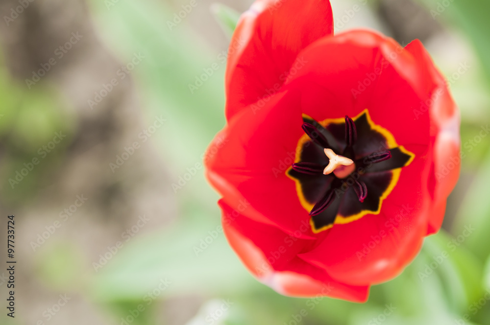 Inside view of a red tulip flower