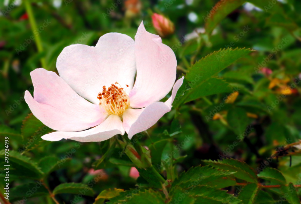 Corolle de fleur d'églantier Stock Photo | Adobe Stock