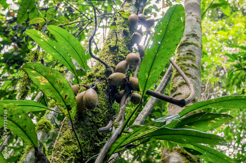 Cocoa Pods, South America
