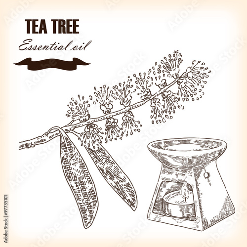 Melaleuca. Hand drawn TeaTree essential oil. Vector illustration