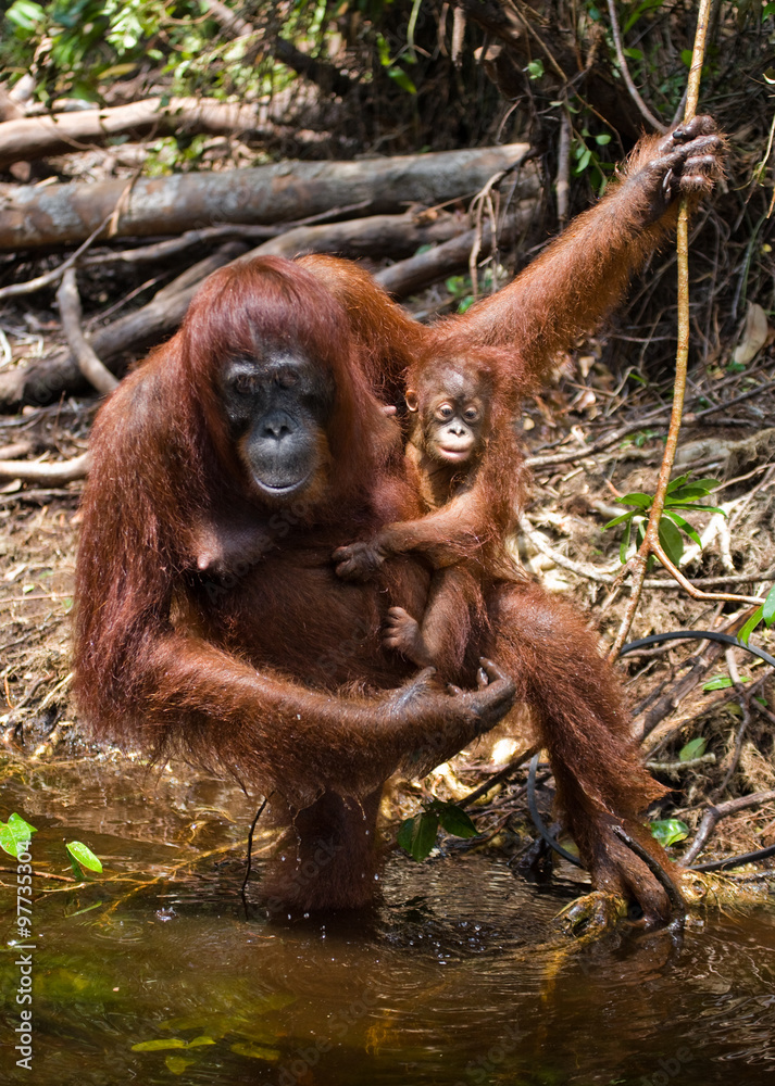 Female and baby orangutan drinking water from the river in the jungle. Indonesia. The island of Kalimantan (Borneo). An excellent illustration.