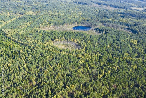 Aerial view of forest