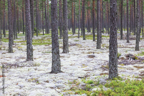 Pine tree forest